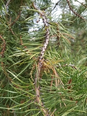 Arceuthobium americanum