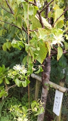 Clematis javana