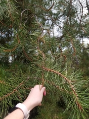 Arceuthobium americanum