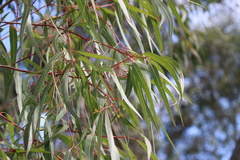 Corymbia citriodora