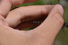 Somatochlora albicincta