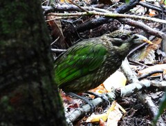 Ailuroedus maculosus