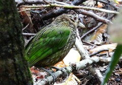 Ailuroedus maculosus