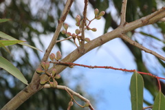 Corymbia citriodora