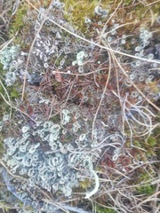 Cladonia digitata