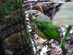 Ailuroedus maculosus