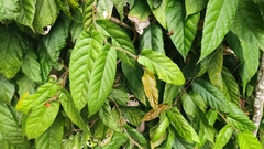 Moraceae