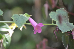 Lophospermum erubescens