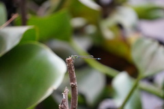 Ischnura senegalensis