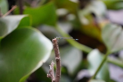 Ischnura senegalensis