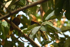 Psarocolius angustifrons