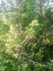 Juniperus communis