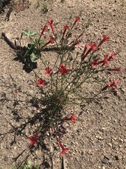 Ipomopsis tenuifolia