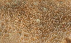 Coscinaraea mcneilli