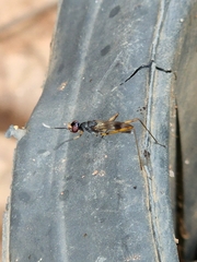 Micropezidae