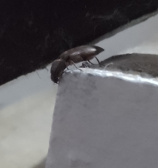 Diplostethus texanus