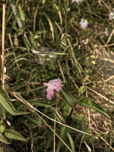Dianthus pygmaeus, photograph 4