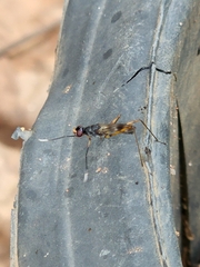 Micropezidae