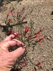 Ipomopsis tenuifolia