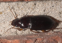 Harpalini