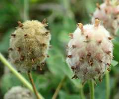 Trifolium fragiferum