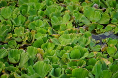 Pistia stratiotes image