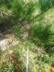 Pinus sibirica