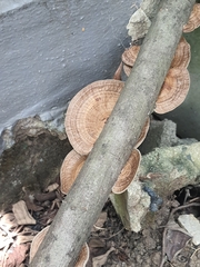 Polyporaceae