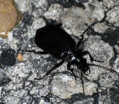Calosoma