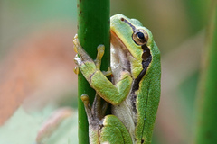 Hyla arborea