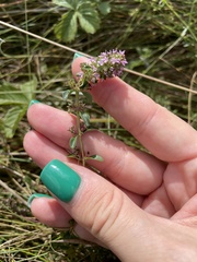 Thymus pulegioides