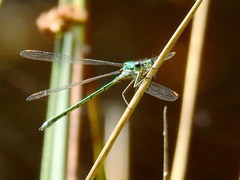 Lestes virens