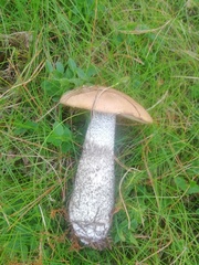 Leccinum versipelle