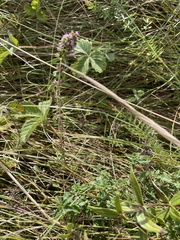 Thymus pulegioides