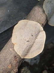 Polyporaceae