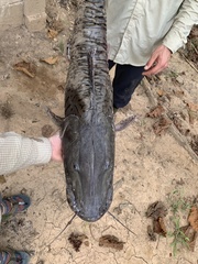 Pseudoplatystoma tigrinum