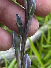 Thelymitra planicola
