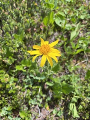 Arnica latifolia