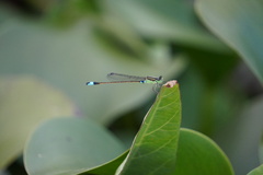 Ischnura senegalensis