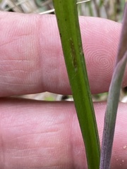 Thelymitra peniculata