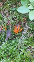 Calocera