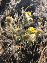 Heterotheca villosa
