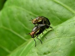 Steganopsis melanogaster