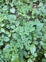 Thalictrum occidentale