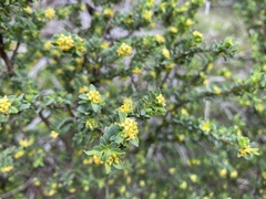 Pimelea serpyllifolia