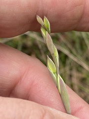 Thelymitra peniculata