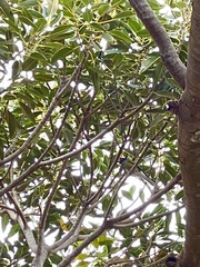 Sphecotheres vieilloti