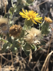 Heterotheca villosa