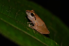 Pristimantis reichlei