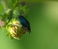 Lebia viridis